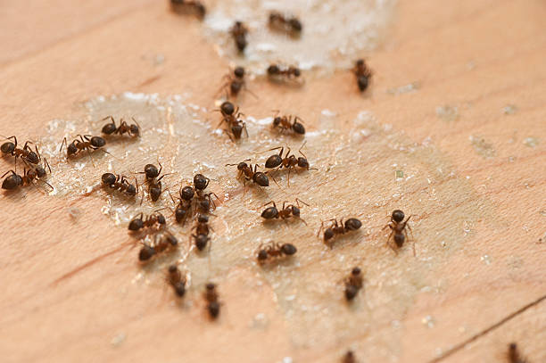 Best Termite Control Services  in Batavia, NY