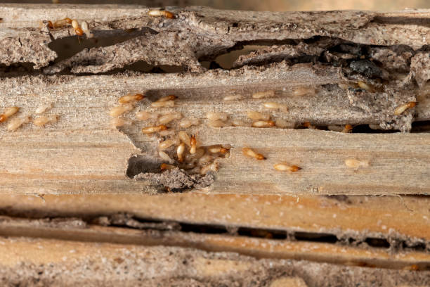 Best Wasp Removal Services  in Batavia, NY